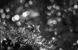 preview bw