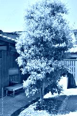 preview cold
