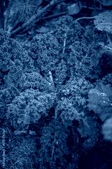 preview cold