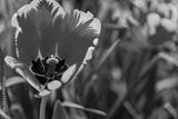 preview bw