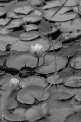 preview bw