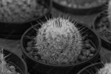 preview bw