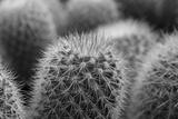 preview bw