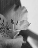 preview bw