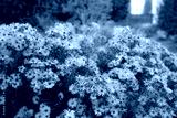 preview cold