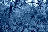 preview cold