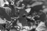 preview bw