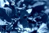 preview cold