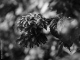 preview bw