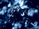 preview cold