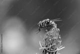 preview bw