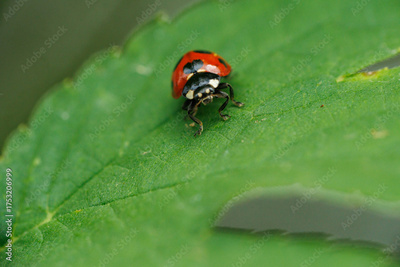 image to crop