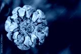 preview cold