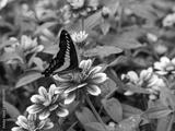 preview bw