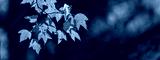 preview cold