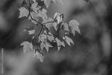 preview bw