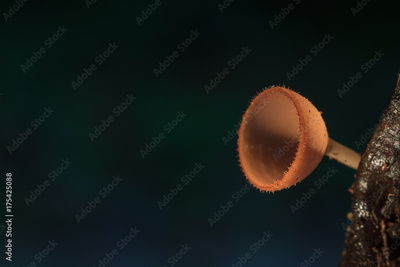 image to crop