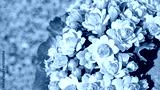 preview cold
