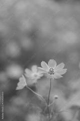 preview bw
