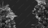 preview bw
