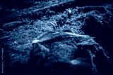 preview cold
