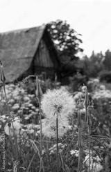 preview bw
