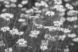preview bw