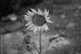 preview bw