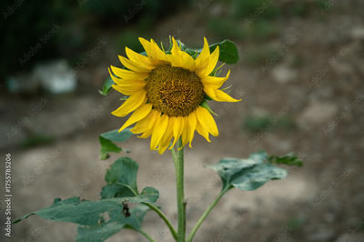 image to crop