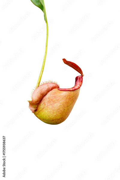 image to crop