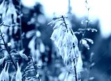 preview cold