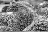 preview bw