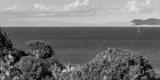 preview bw