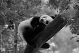 preview bw