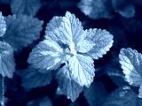 preview cold