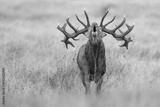 preview bw