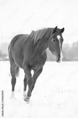 preview bw