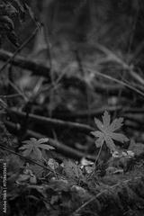 preview bw