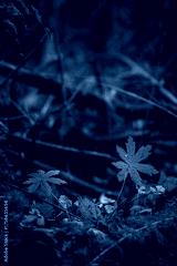 preview cold