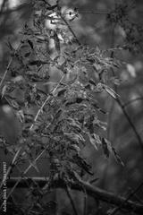 preview bw