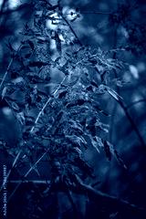preview cold