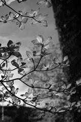 preview bw