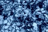 preview cold