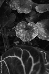 preview bw