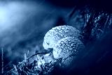 preview cold