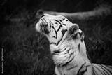 preview bw