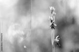 preview bw