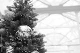 preview bw