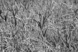 preview bw