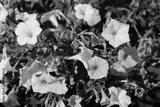 preview bw